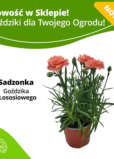 Goździk Łososiowy - Sadzonka - Kwiaty w doniczce