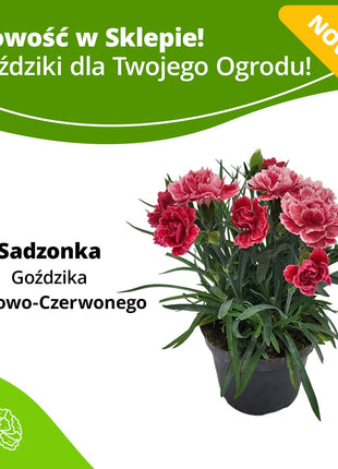 Goździk Różowo - Czerwony - Sadzonka - Kwiaty w doniczce