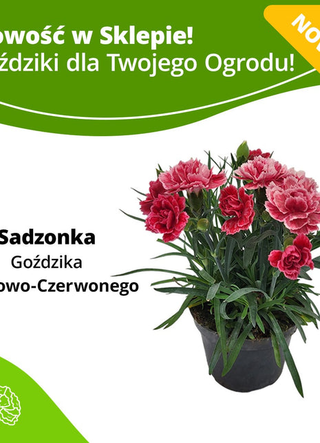 Goździk Różowo - Czerwony - Sadzonka - Kwiaty w doniczce