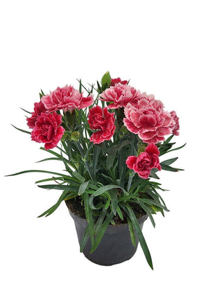 Goździk Różowo - Czerwony - Sadzonka - Kwiaty w doniczce