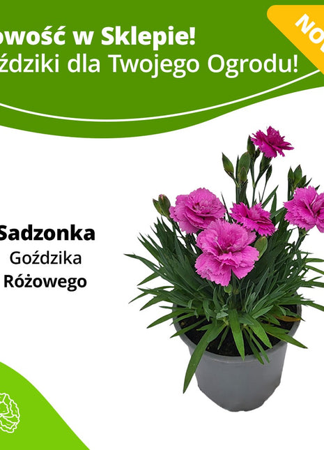 Goździk Różowy - Sadzonka - Kwiaty w doniczce