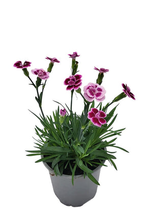 Goździk Jasnoróżowy - Fioletowy - Sadzonka - Kwiaty w doniczce