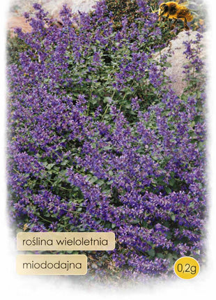 Nasiona - Kocimiętka niebieska 0,2g