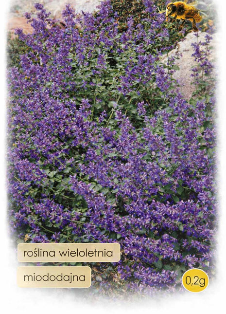 Nasiona - Kocimiętka niebieska 0,2g