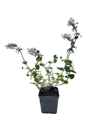 Kocimiętka - Sadzonka - Zioła w doniczce