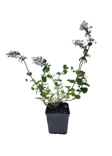 Kocimiętka - Sadzonka - Zioła w doniczce