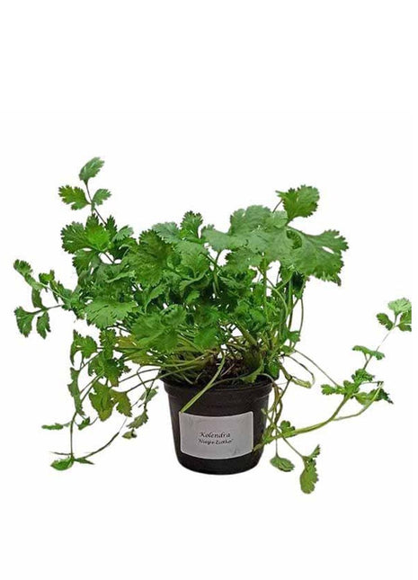 Kolendra - Sadzonka - Zioła w doniczkach