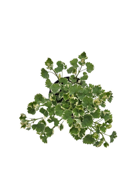 Kurdybanek (Glechoma hederacea) - Sadzonka - Zioła w doniczce