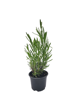 Lawenda - Sadzonka - Zioła w doniczce