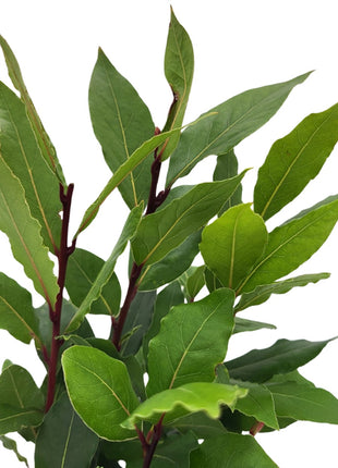 Liść Laurowy (Wawrzyn Szlachetny) - Sadzonka - Zioła w doniczce