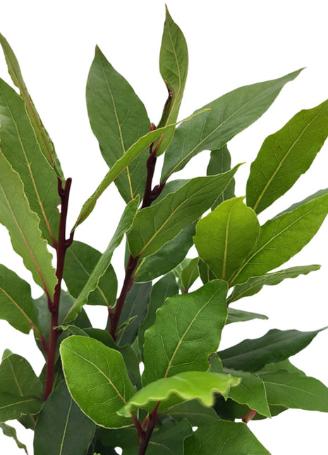 Liść Laurowy (Wawrzyn Szlachetny) - Sadzonka - Zioła w doniczce