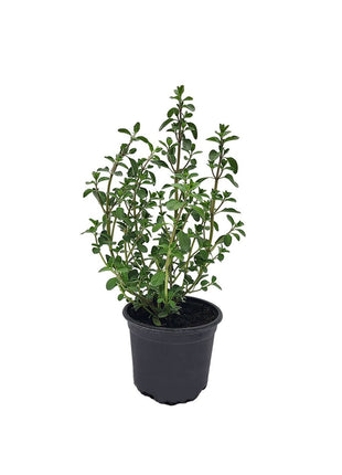 Majeranek - Sadzonka - Zioła w doniczce