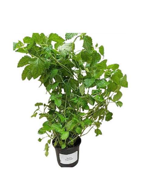 Melisa - Sadzonka - Zioła w doniczce