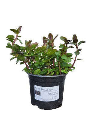 Mięta Bazyliowa - Sadzonka - Zioła w doniczce