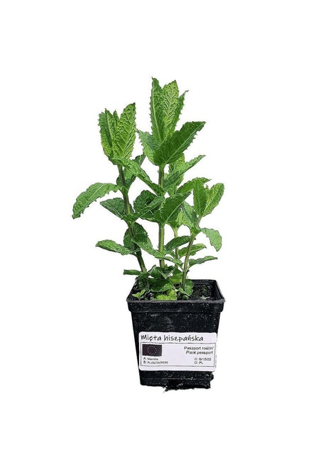 Mięta Hiszpańska - Sadzonka - Zioła w doniczce