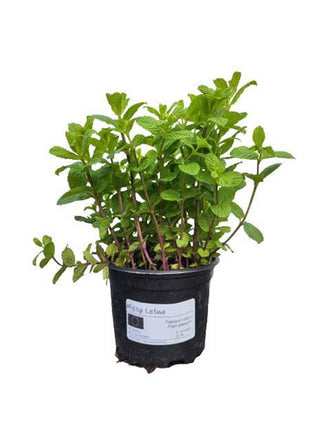 Mięta Leśna - Sadzonka - Zioła w doniczce