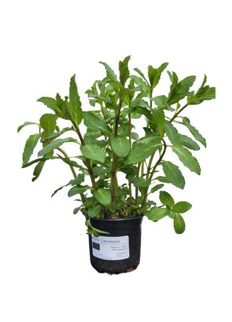 Mięta Limonkowa - Sadzonka - Zioła w doniczce