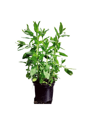 Mięta Pieprzowa - Sadzonka - Zioła w doniczce