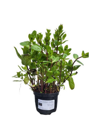 Mięta Zielone Jabłko - Sadzonka - Zioła w doniczce