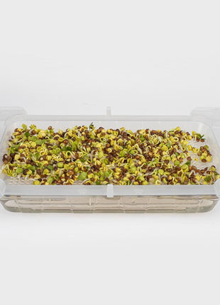 MINI KIEŁKOWNICA - DO DOMOWEJ UPRAWY KIEŁKÓW 1 SZTUKA - Niezłe Ziółko