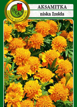 Nasiona - AKSAMITKA PEŁNA NISKA IZOLDA BRZOSKWINIOWO-POMARANCZOWA 1g - Niezłe Ziółko