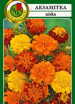 Nasiona - AKSAMITKA PEŁNA NISKA MIESZANKA 1g - Niezłe Ziółko