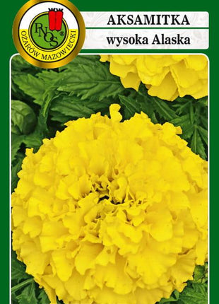 Nasiona - AKSAMITKA PEŁNA WYSOKA ALASKA JASNOCYTRYNOWA 1g - Niezłe Ziółko