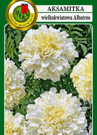 Nasiona - AKSAMITKA WIELKOKWIATOWA NISKA ALBATROS KREMOWOBIAŁA 0,5g - Niezłe Ziółko