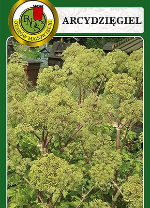 Nasiona - ARCYDZIĘGIEL 0,3g - Niezłe Ziółko
