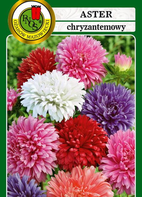 Nasiona - ASTER CHRYZANTEMOWY MIESZANY 0,8g - Niezłe Ziółko