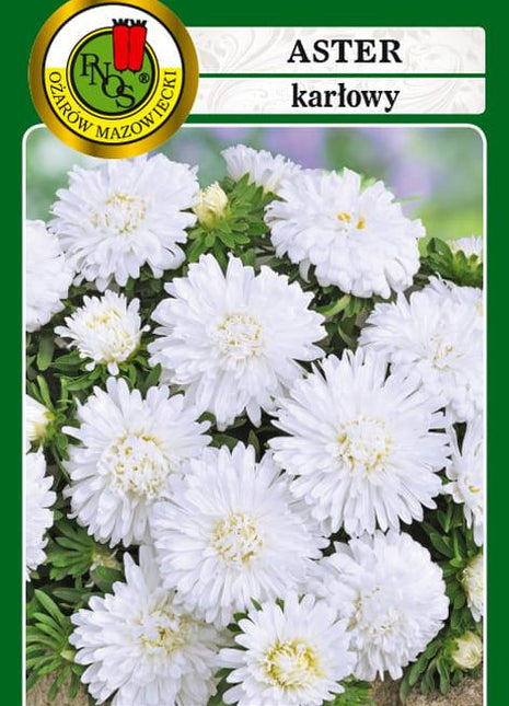 Nasiona - ASTER KARŁOWY BIAŁY 0,8g - Niezłe Ziółko