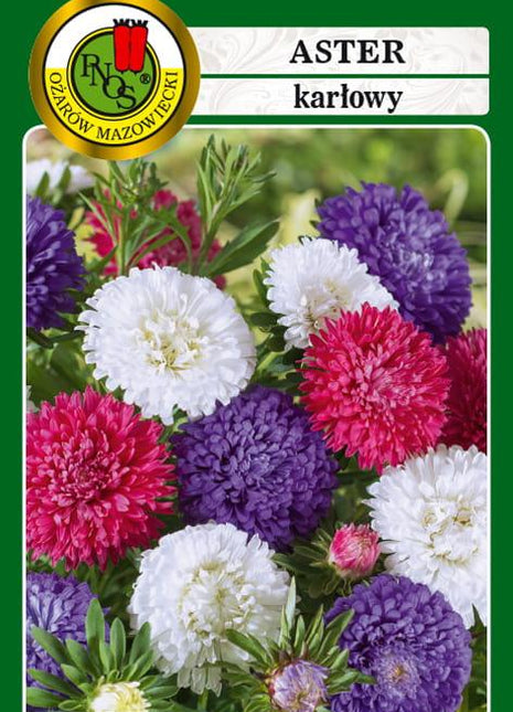 Nasiona - ASTER KARŁOWY MIESZANY 0,8g - Niezłe Ziółko