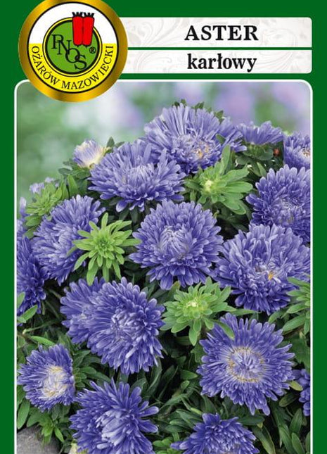 Nasiona - ASTER KARŁOWY TURKUS NIEBIESKI 0,8g - Niezłe Ziółko