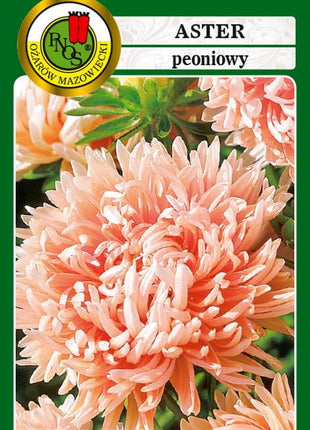 Nasiona - ASTER PEONIOWY ŁOSOSIOWORÓŻOWY 0,8g - Niezłe Ziółko