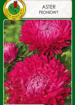 Nasiona - ASTER PEONIOWY ROŻOWOPURPUROWY 0,8g - Niezłe Ziółko