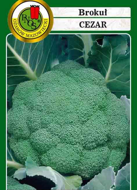 Nasiona - BROKUŁ CEZAR 2g - Niezłe Ziółko