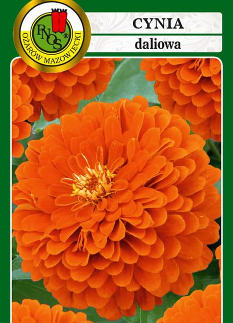 Nasiona - CYNIA DALIOWA ELDORADO POMARAŃCZOWA 1g - Niezłe Ziółko