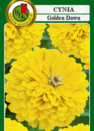 Nasiona - CYNIA DALIOWA GOLDEN DAWN ŻÓŁTA 1g - Niezłe Ziółko