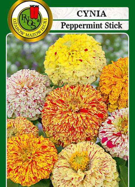 Nasiona - CYNIA DALIOWA PEPPERMINT STICK MIESZANKA 1g - Niezłe Ziółko