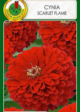 Nasiona - CYNIA DALIOWA SCARLET FLAME CZERWONA 1g - Niezłe Ziółko