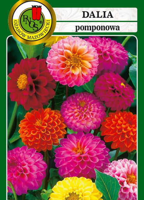 Nasiona - DALIA POMPONOWA MIESZANA 0,5g - Niezłe Ziółko