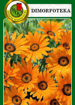 Nasiona - DIMORFOTEKA TETRA GOLIATH POMARAŃCZOWA 0,5g - Niezłe Ziółko