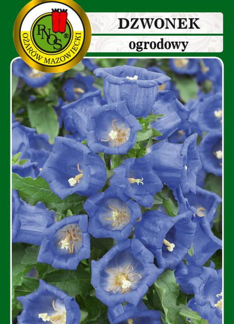 Nasiona - DZWONEK OGRODOWY NIEBIESKI 1g - Niezłe Ziółko
