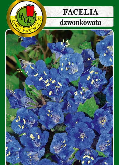 Nasiona - FACELIA DZWONKOWATA NIEBIESKA 0,8g - Niezłe Ziółko