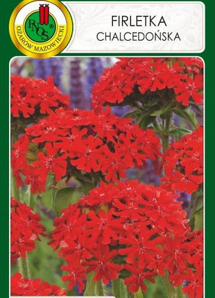Nasiona - FIRLETKA CHALCEDOŃSKA SZKARŁATNA 1g - Niezłe Ziółko