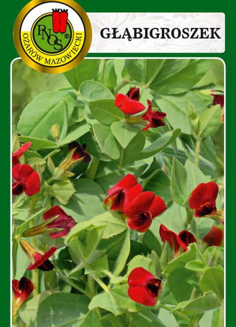 Nasiona - GŁĄBIGROSZEK 1g - Niezłe Ziółko