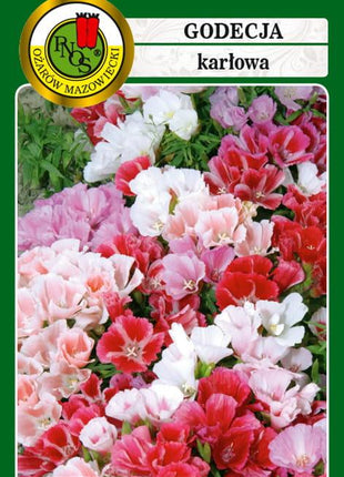 Nasiona - GODECJA KARŁOWA MIESZANA 1g - Niezłe Ziółko