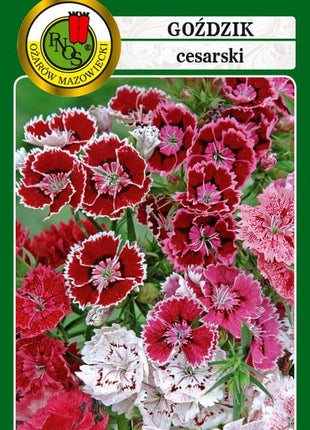 Nasiona - GOŹDZIK CESARSKI MIESZANY 1g - Niezłe Ziółko