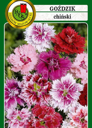 Nasiona - GOŹDZIK CHIŃSKI MIESZANY 1g - Niezłe Ziółko