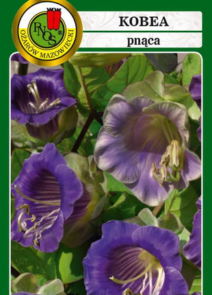 Nasiona - KOBEA PNĄCA NIEBIESKA 0,5g - Niezłe Ziółko